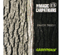 Anna from Magic Carpathians with a behind the scenes look at Enjoy Trees!