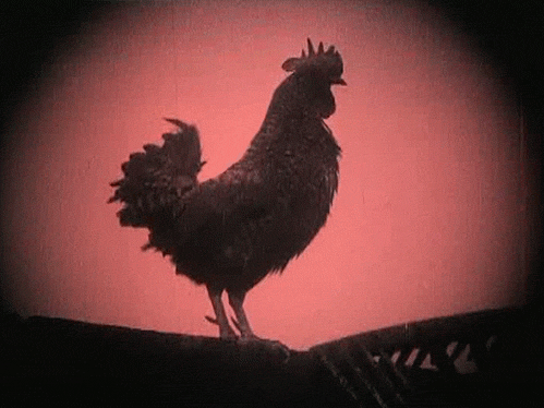 rooster.gif