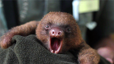baby_sloth_yawn.gif