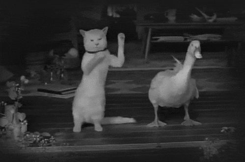 Image result for cat tormenting bird gif