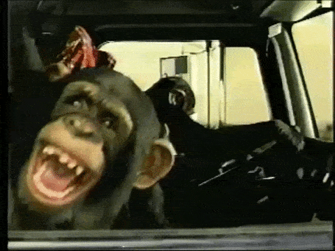 monkey_in_car.gif