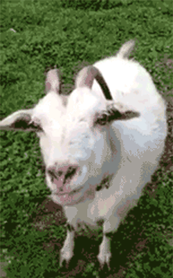 goat_licks_WAY_TOO_BIG.gif